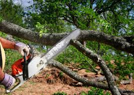 Best Grass Overseeding  in Meadow Vista, CA