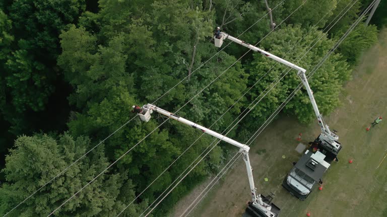 How Our Tree Care Process Works  in  Meadow Vista, CA