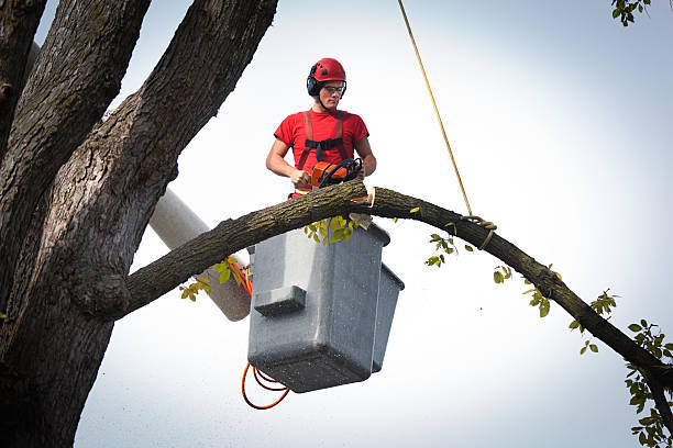 Best Hazardous Tree Removal  in Meadow Vista, CA