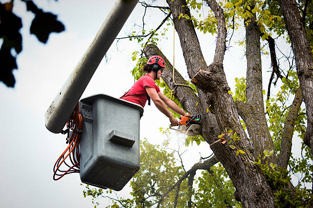 Best Tree Maintenance Programs  in Meadow Vista, CA