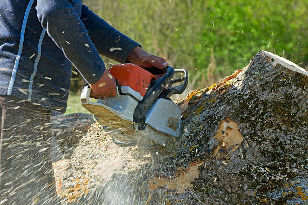 Best Commercial Tree Services  in Meadow Vista, CA