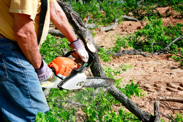 Best Tree Cabling and Bracing  in Meadow Vista, CA